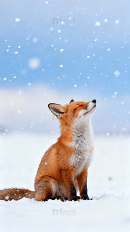 冬日狐狸雪景摄影