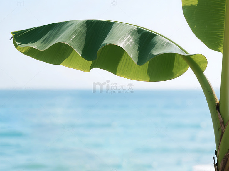 写实香蕉树的清新景致背景图