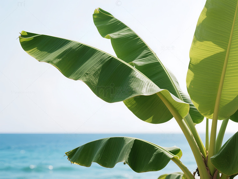 大海边香蕉树的清新景致背景图