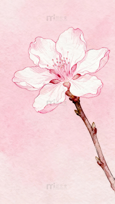 水彩樱花浪漫