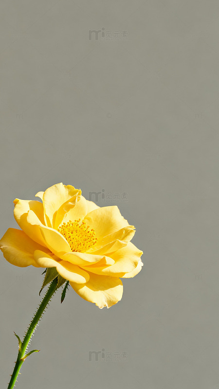 单色背景黄花玫瑰摄影