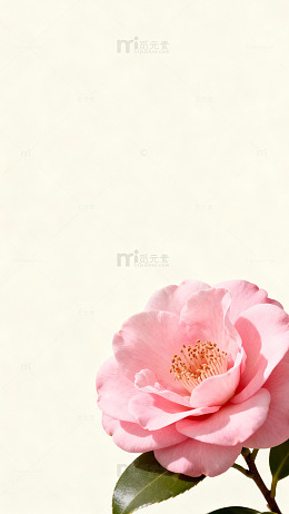 粉色山茶花特写清新摄影