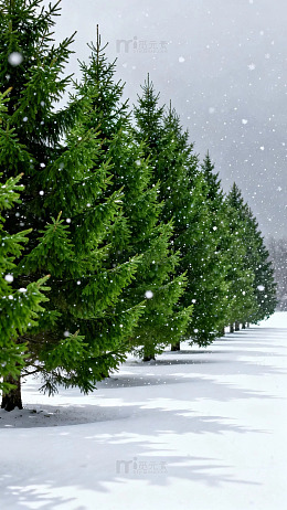 雪中一排翠绿松树排列在白色小径旁