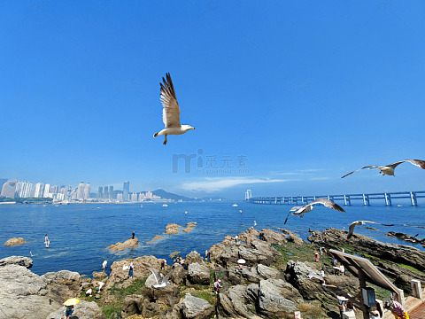 海滨飞鸟城市景观风光摄影