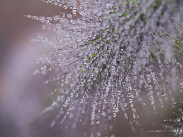 晨露中的植物特写