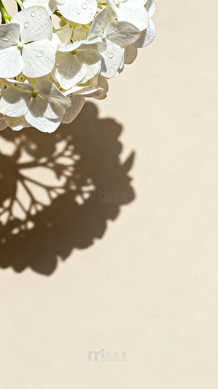 白色绣球花在柔和光影下的静谧特写