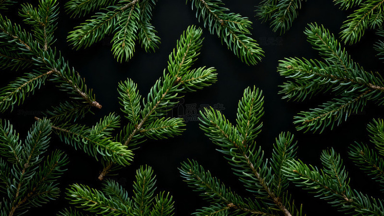 深色背景上的绿色松树枝条特写
