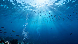 深海中鱼群游动气泡上升的宁静景象