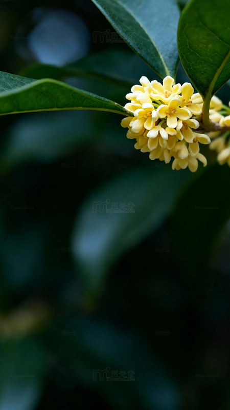 桂花绽放绿植间