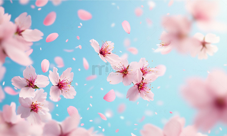 樱花飞舞春光美