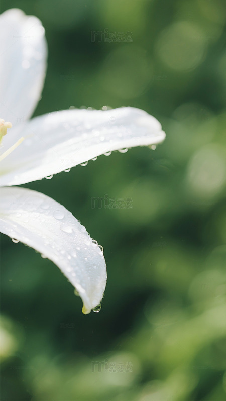 清新白花瓣露珠摄影