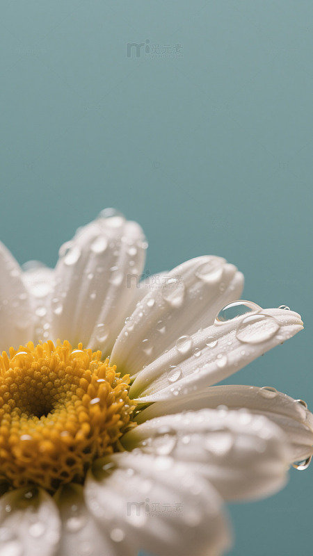 清新雏菊露珠特写摄影
