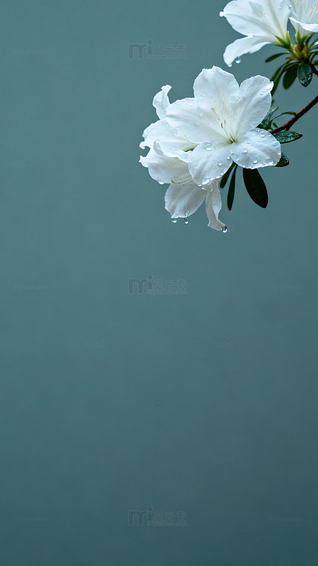 清新白鹃梅花特写摄影