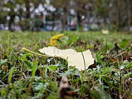 秋日草地落叶特写