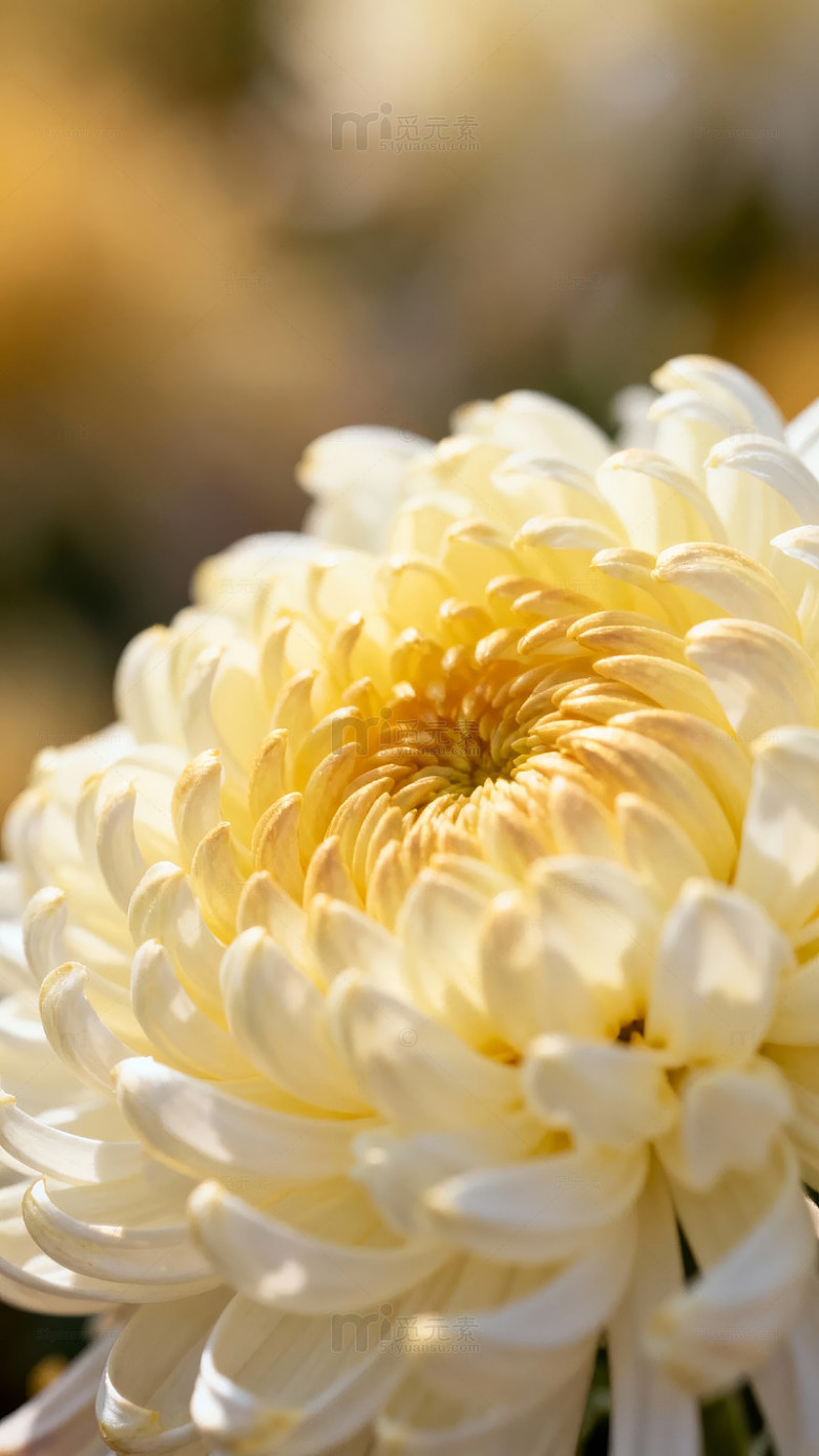 菊花特写摄影