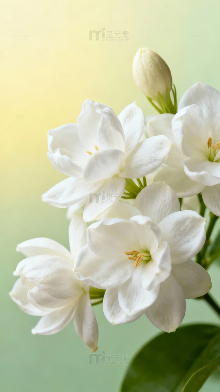 白色茉莉花绽放于绿叶之上