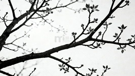 黑白枝头新芽初绽图片