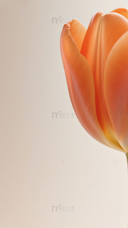 郁金香特写摄影