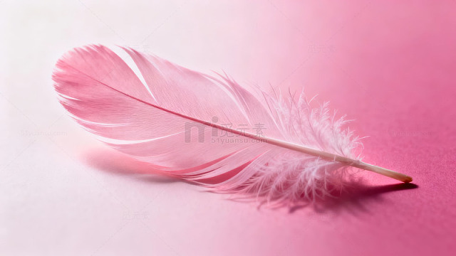粉色羽毛静置于白色背景之上