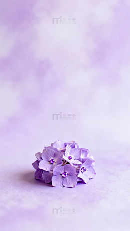 淡紫绣球花特写摄影