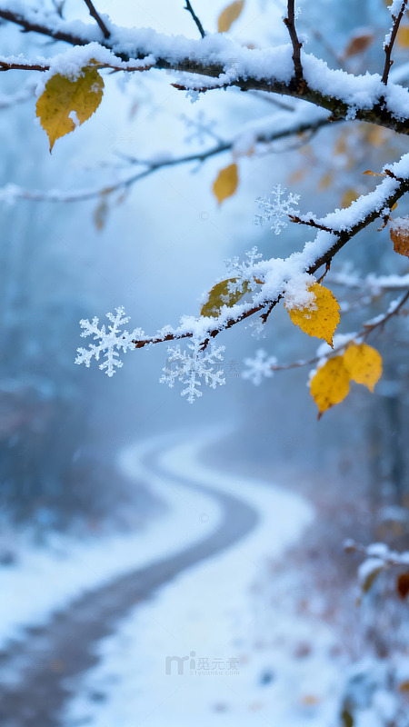 雪覆枝头黄叶路图片