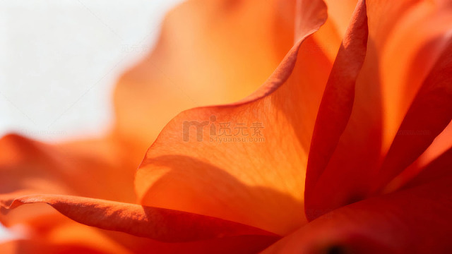 橙色玫瑰花瓣特写图片