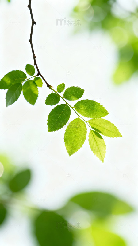 嫩绿枝叶轻垂自然清新