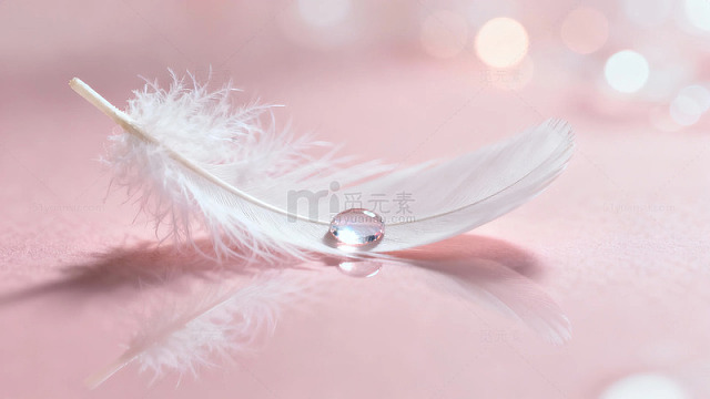 白色羽毛上水滴静置于粉色背景之上