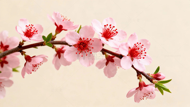 粉色樱花枝在柔和背景下的特写