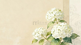 白色绣球花墙角静景图片