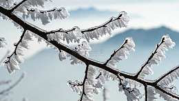 冰霜树枝冬日风光