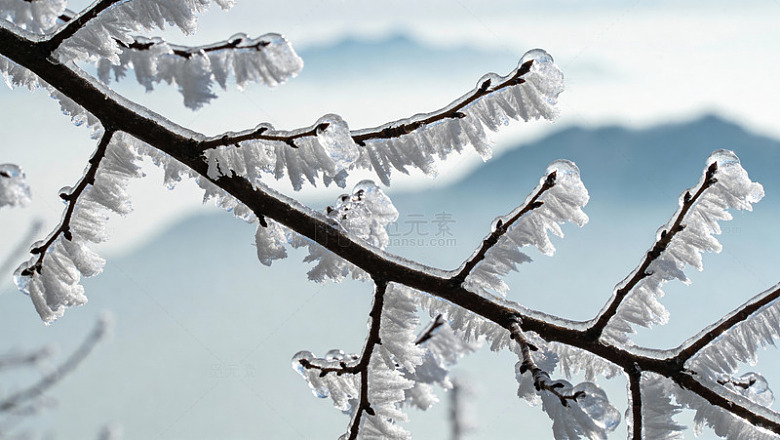冰霜树枝冬日风光