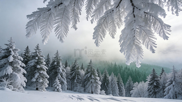 冬日雪景森林风光摄影图