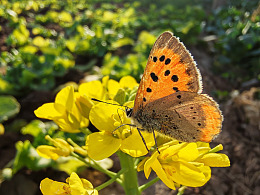 油菜花上的蝴蝶