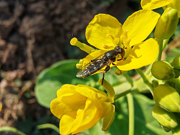 花朵上采蜜的蜜蜂