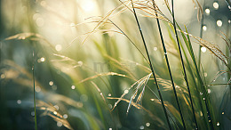 晨露轻抚草叶风光摄影