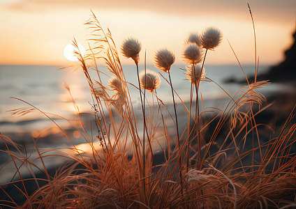 海边日落野草风光摄影