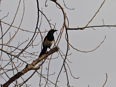 树枝上站立的鸟儿