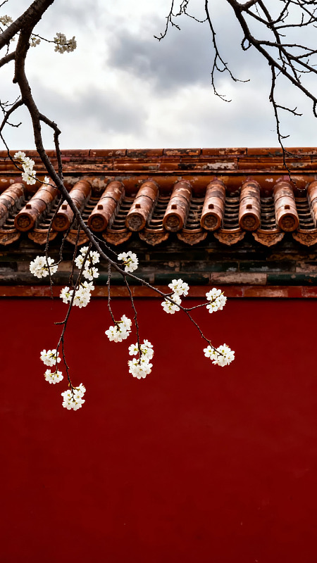 红墙古瓦映春花图片