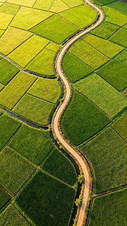 蜿蜒小路穿行于翠绿梯田间