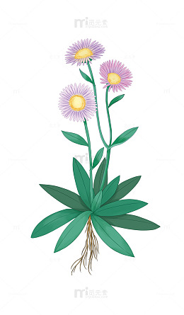灯盏花插画风小菊花植物图绘素材