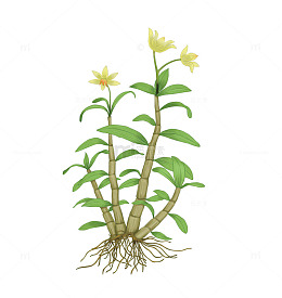 铁皮石斛手绘黄花朵绿植插画