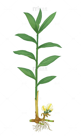 砂仁单株植物插画素材