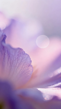 紫色花瓣特写柔美朦胧