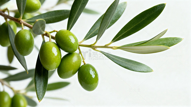 新鲜青橄榄特写009