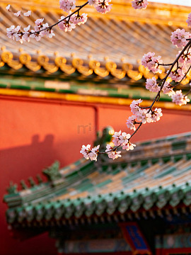 樱花映衬下的古建筑63