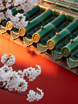 古建筑樱花枝头65