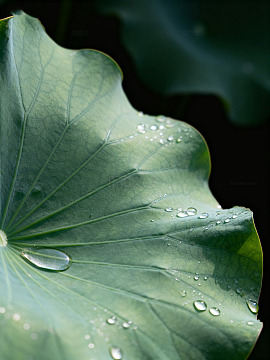 荷叶上的晶莹水珠011