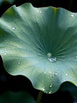 荷叶上的晶莹水珠029