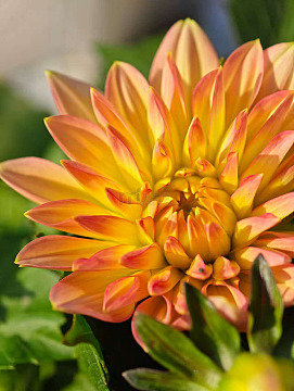 绚丽多彩菊花绽放自然摄影